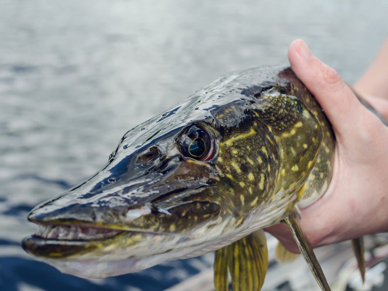 The Fish of Fermanagh